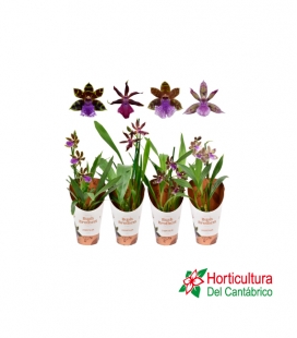 ZYGOPETALUM M12
