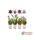 ZYGOPETALUM M12