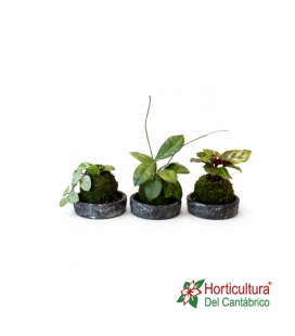 KOKEDAMA PLATO