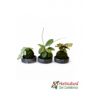 KOKEDAMA PLATO