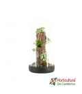Terrario plantas