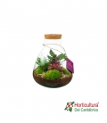 Terrario plantas