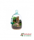 Terrario plantas