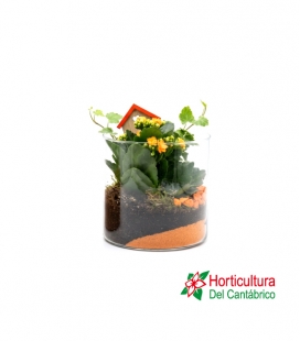 COMP CRISTAL KALANCHOE