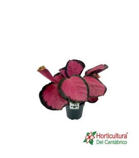 CALATHEA ROSEOPICTA MYSTY RED M12