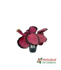CALATHEA ROSEOPICTA MYSTY RED M12