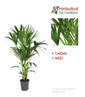 KENTIA M21 (1.40m)