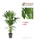 KENTIA M21 (1.40m)
