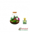 Terrario plantas