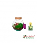 Terrario plantas verdes