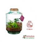 terrario fitonia