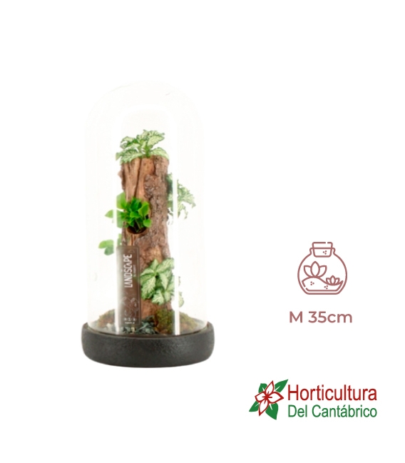 Terrario plantas
