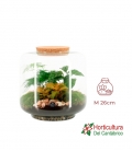 Terrario plantas