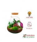 Terrario plantas