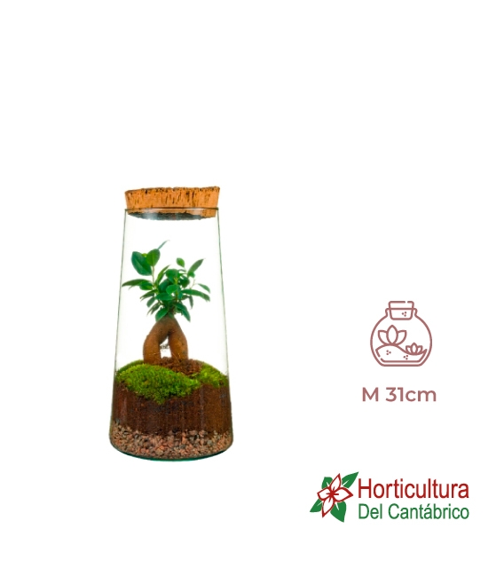 Terrario plantas verdes