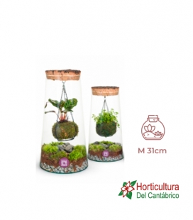 TERRARIO KOKEDAMA