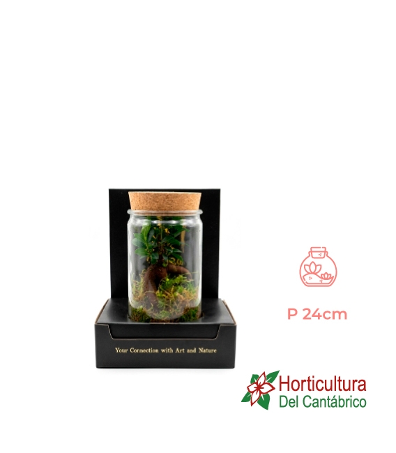 Terrario plantas