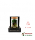 TERRARIO GINSENG CRISTAL