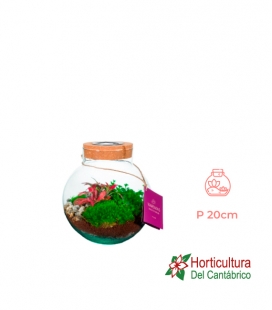 TERRARIO VENUS SOLAR