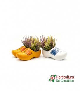 ZUECO HOLANDES CALLUNA