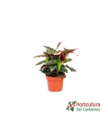 BEGONIA MACULATA SPOTLIGH M12