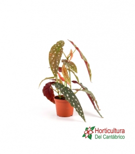 BEGONIA MACULATA CER M12