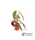 BEGONIA MACULATA CER M12