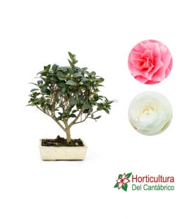 BONSAI CAMELIA M20