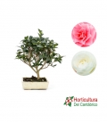 BONSAI CAMELIA M20