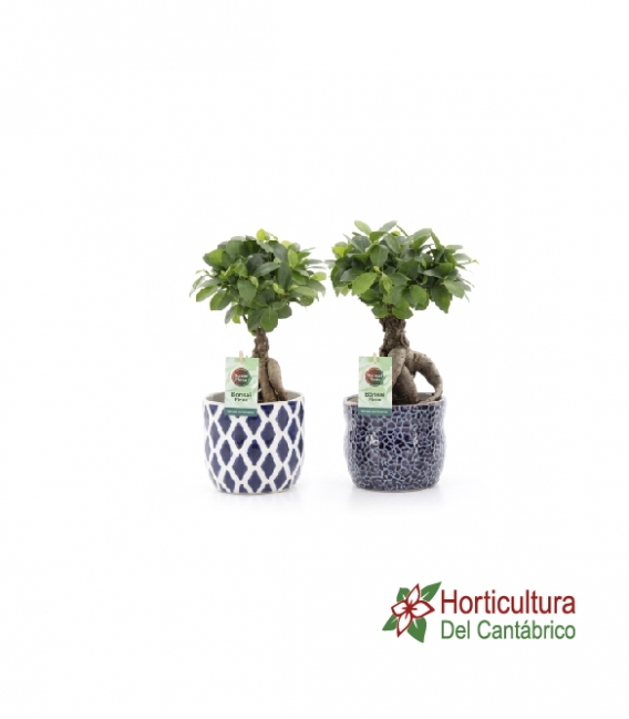 Bonsai ficus ginseng mediano