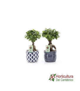 FICUS GINSENG M15