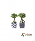 FICUS GINSENG M15