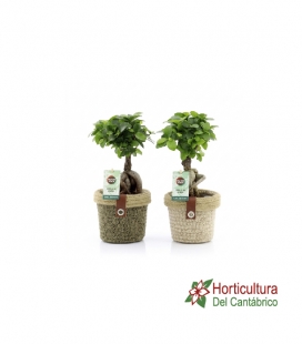 FICUS GINSENG M15 MIMBRE