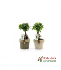 FICUS GINSENG M15 MIMBRE