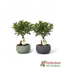FICUS GINSENG M16 CER