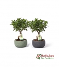 Bonsai ficus ginseng mediano