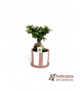 FICUS GINSENG M19 RAYAS