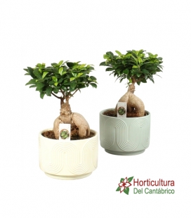 FICUS GINSENG M20 WAVE