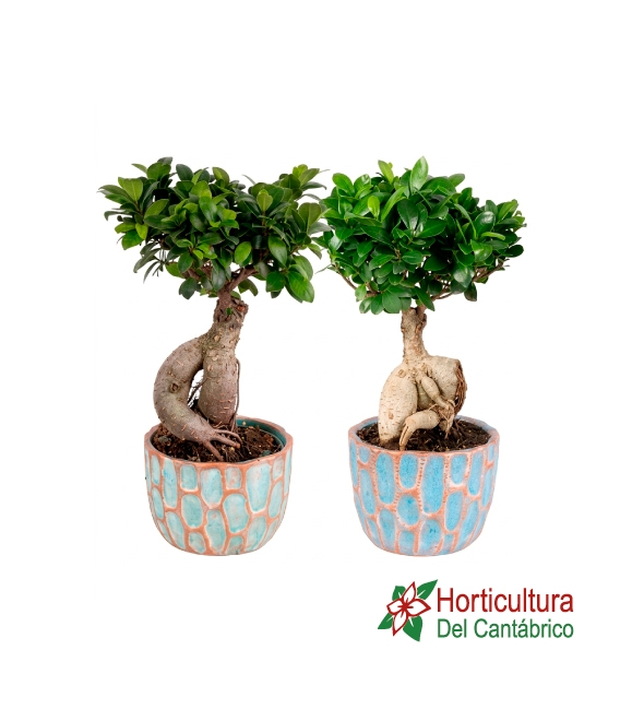 Bonsai ficus ginseng mediano