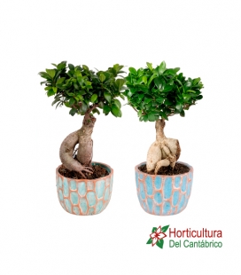 FICUS GINSENG M20