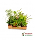 PLANTA MIX 12 uds