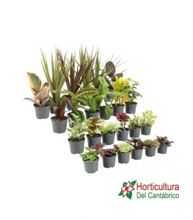 PLANTA MIX M6