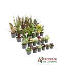 PLANTA MIX M6