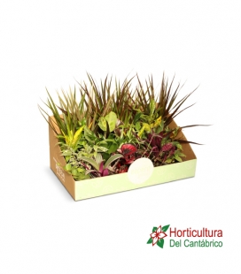 PLANTA MIX 24 uds
