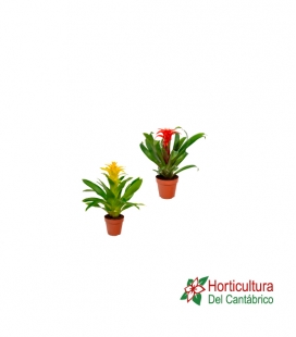 GUZMANIA M9
