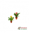 GUZMANIA M9
