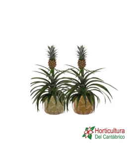 ANANAS MI AMIGO M15