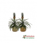 ANANAS MI AMIGO M15