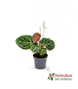 ANTHURIUM CRYSTALLINUM M17