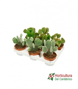OPUNTIA M10,5